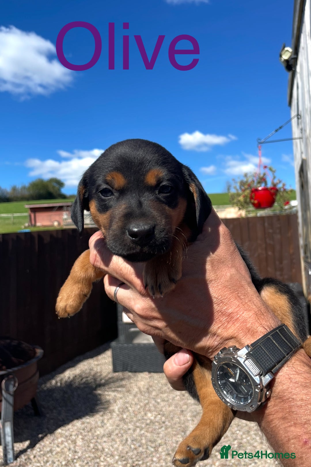 Mixed Breed dogs for sale: Stunning DNA heath test Collie x Hungarian Viszla - Image 15