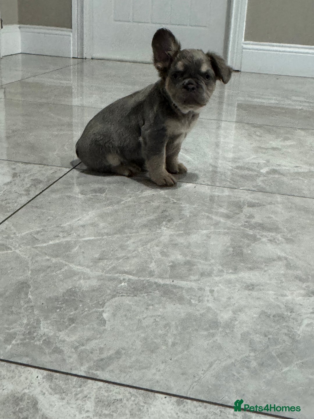 French Bulldog dogs for sale: French bulldog Pup  - Advert 4