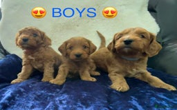 Cockapoo dogs for sale: Cockapoo Puppies for sale!  - Image 3