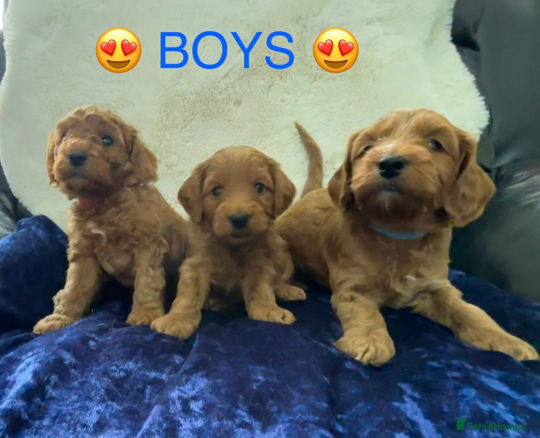 Cockapoo dogs for sale: Cockapoo Puppies for sale!  - Image 3