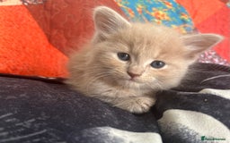 Oriental cats for sale: Oriental X Cream boy available  - Image 7