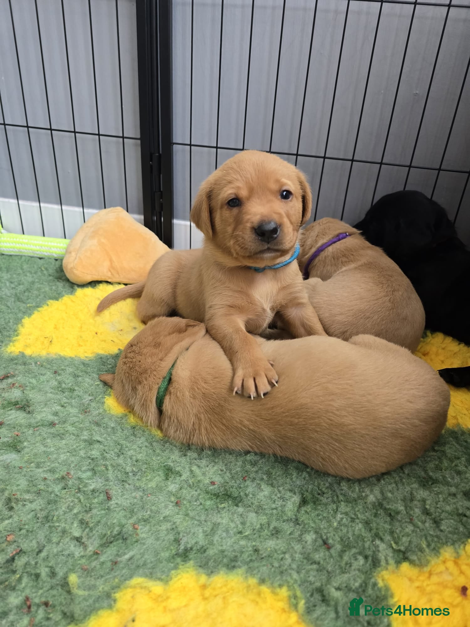 Labrador Retriever dogs KC Registered Labrador Puppies. - Advert 20