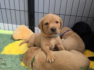 Labrador Retriever dogs KC Registered Labrador Puppies. - Advert 16