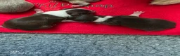 Chihuahua dogs for sale: Long coat chihuahua puppies 5 boys 2 girls - Advert 5