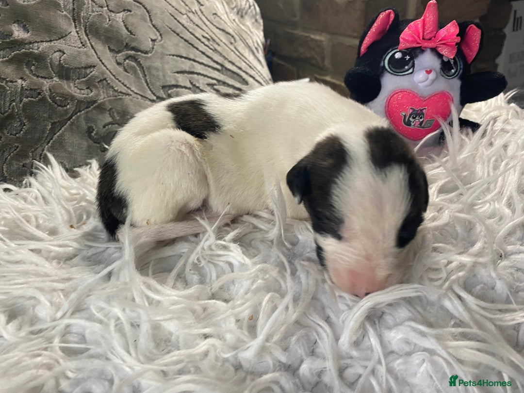 Mixed Breed dogs for sale: Lurcher cross pups  - Advert 7