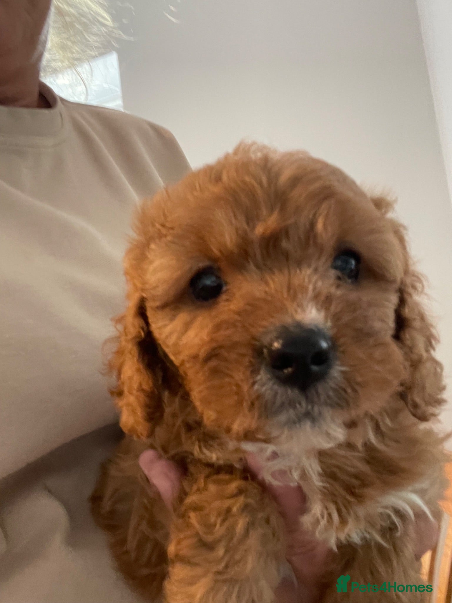 Cavapoo dogs ADORABLE CAVAPOO PUPPIES  - Advert 14