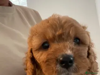 Cavapoo dogs ADORABLE CAVAPOO PUPPIES - Advert 12