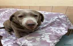 Labrador Retriever dogs for adoption: Willow - Image 4