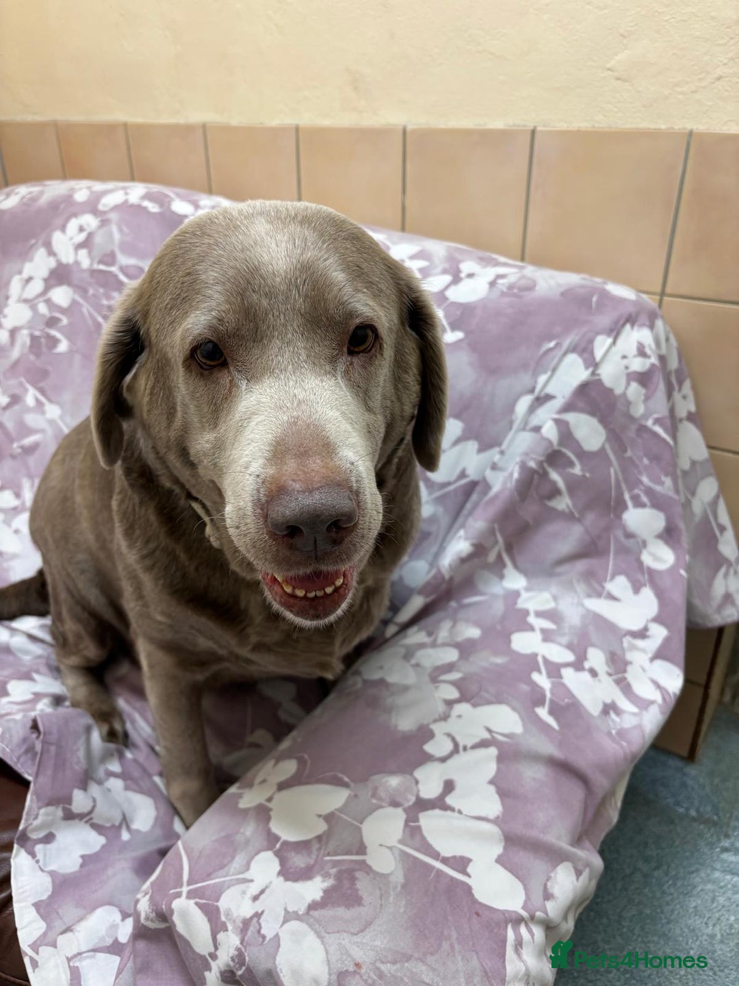 Labrador Retriever dogs for adoption: Willow - Image 4