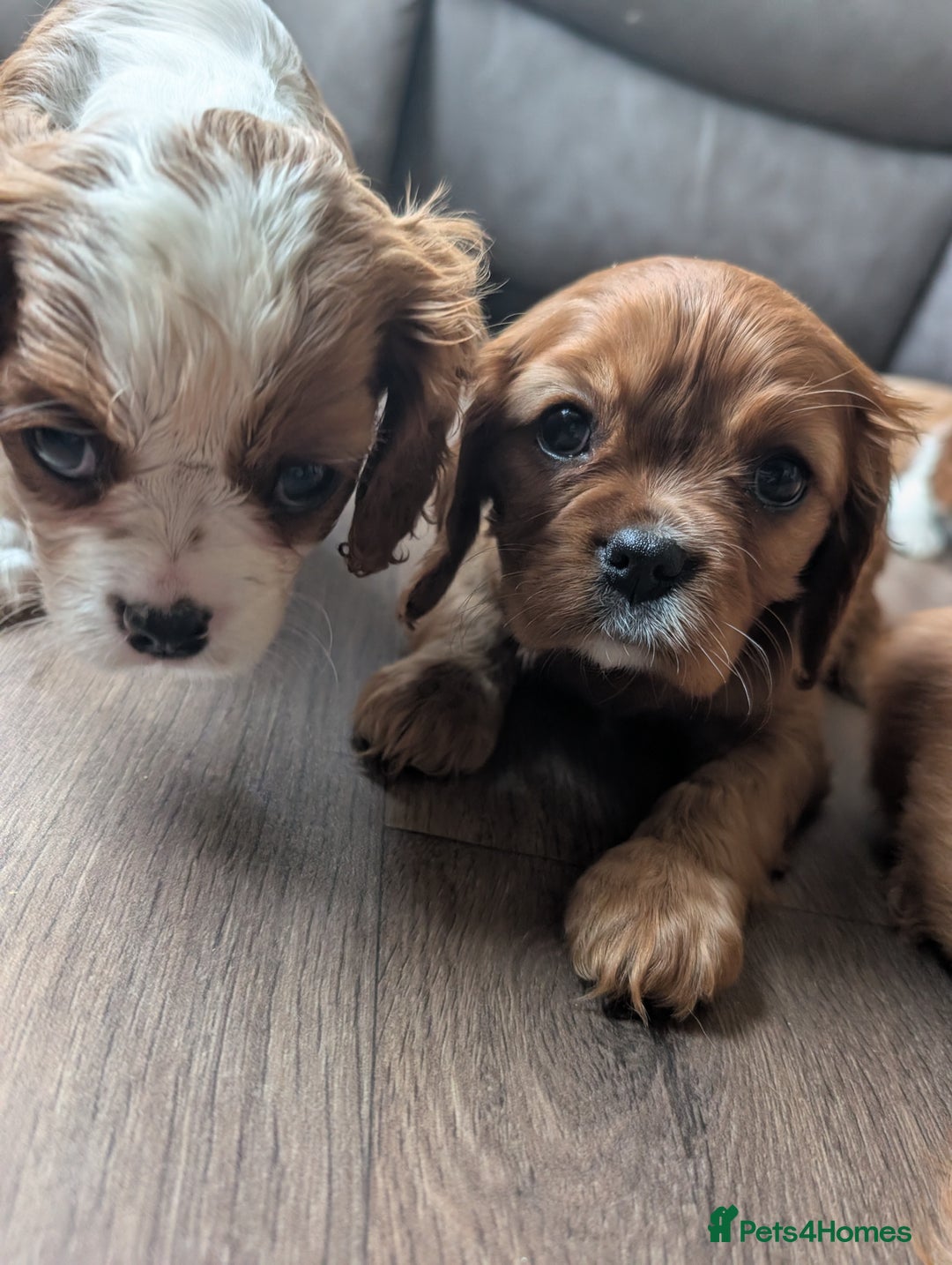Cavalier King Charles Spaniel dogs for sale: 7 HEALTH TESTED & KC REG CAVALIERS - READY MONDAY - Advert 11