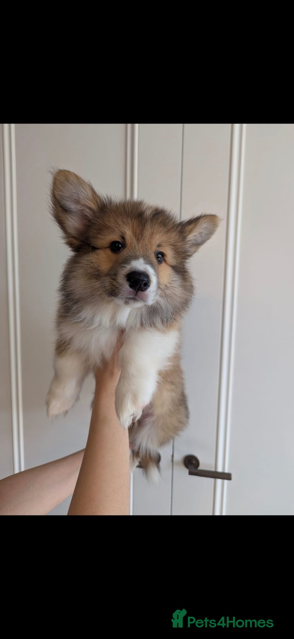 Welsh Corgi Pembroke dogs 💙Stunning Fluffy Corgi Puppies💙 2 BOYS left - Advert 1