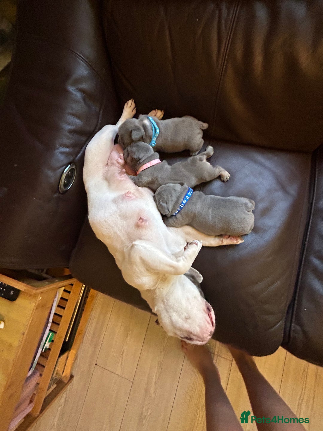 French Bulldog dogs for sale: French bulldog puppies - Image 5