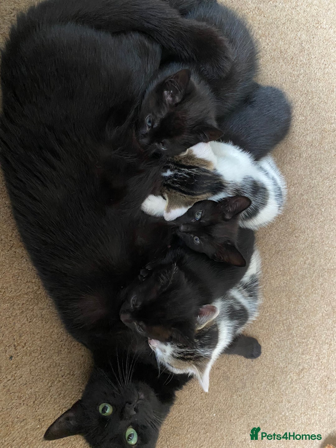 Mixed Breed cats for sale: Beautiful Kittens - Ready now in Maidstone - Image 14