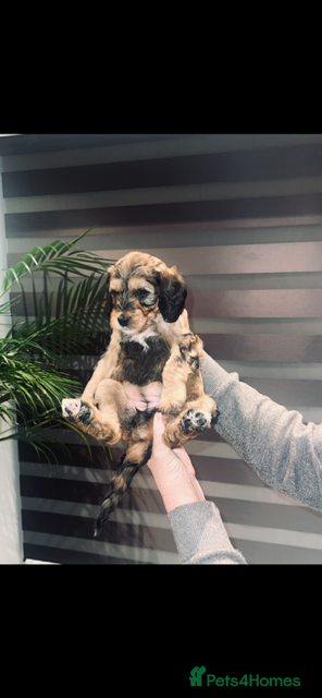 Cockapoo dogs For sale cockapoos - Advert 6