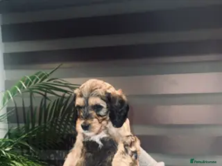 Cockapoo dogs For sale cockapoos - Advert 12