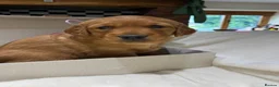 Golden Retriever dogs for sale: Outstanding Quality Puppies  - Advert 6