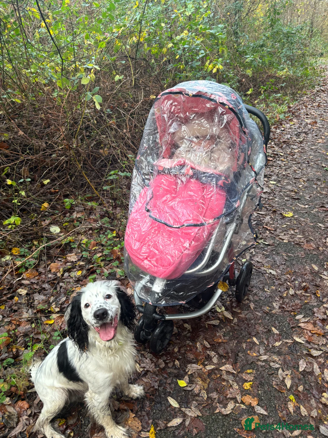 Cocker Spaniel dogs for sale: Not a puppy- a 5 year old dog :) - Advert 17