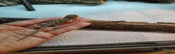 Bearded Dragon reptiles for sale: Baby Bearded Dragons - Advert 6