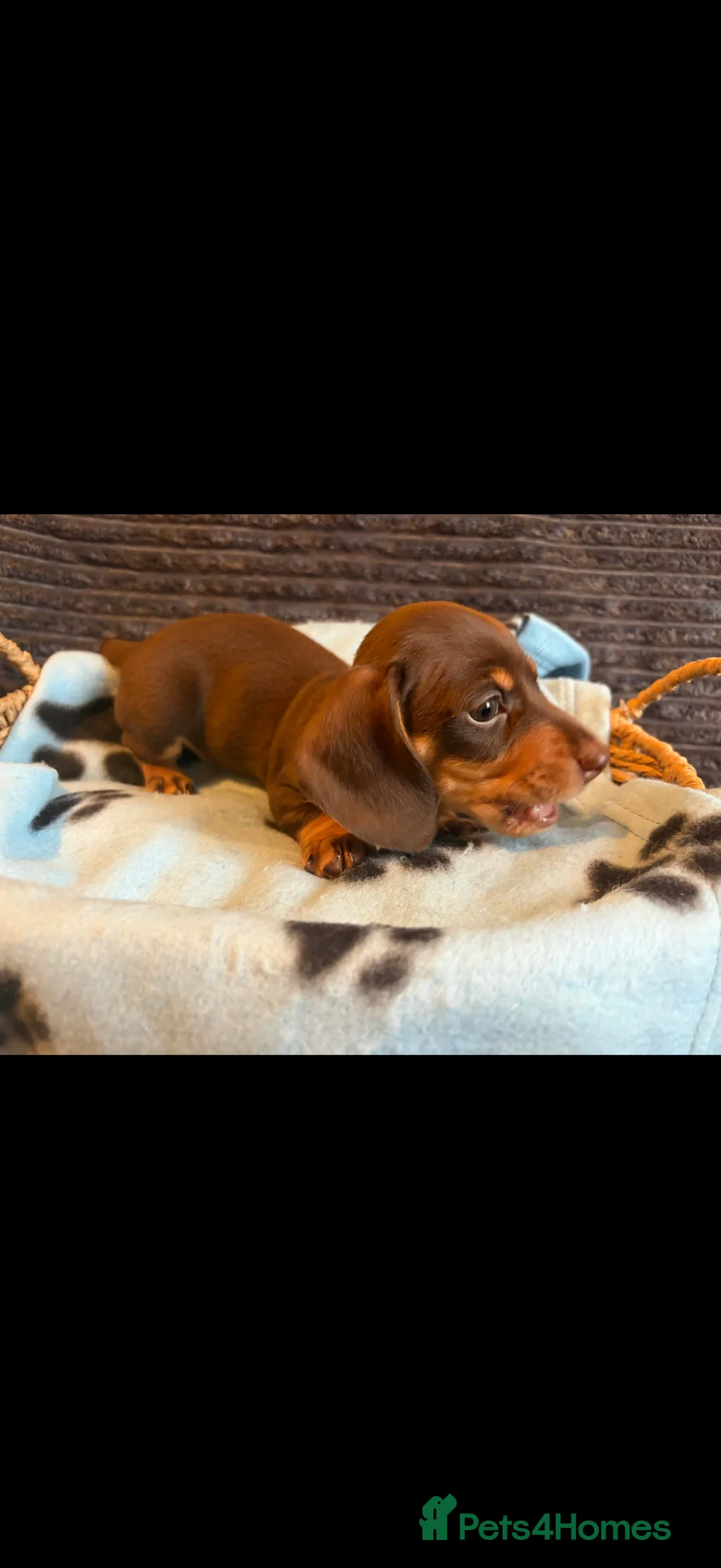 Miniature Dachshund dogs for sale: KC registered Miniature Dachshund puppies  - Advert 27
