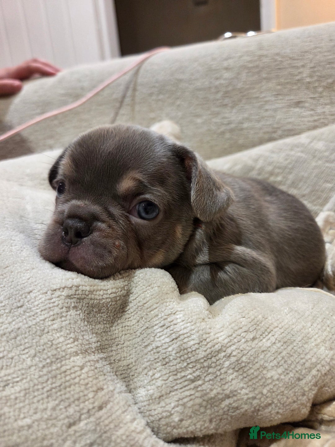 French Bulldog dogs for sale: Isabella & lilac & tan chunky frenchies - Advert 18