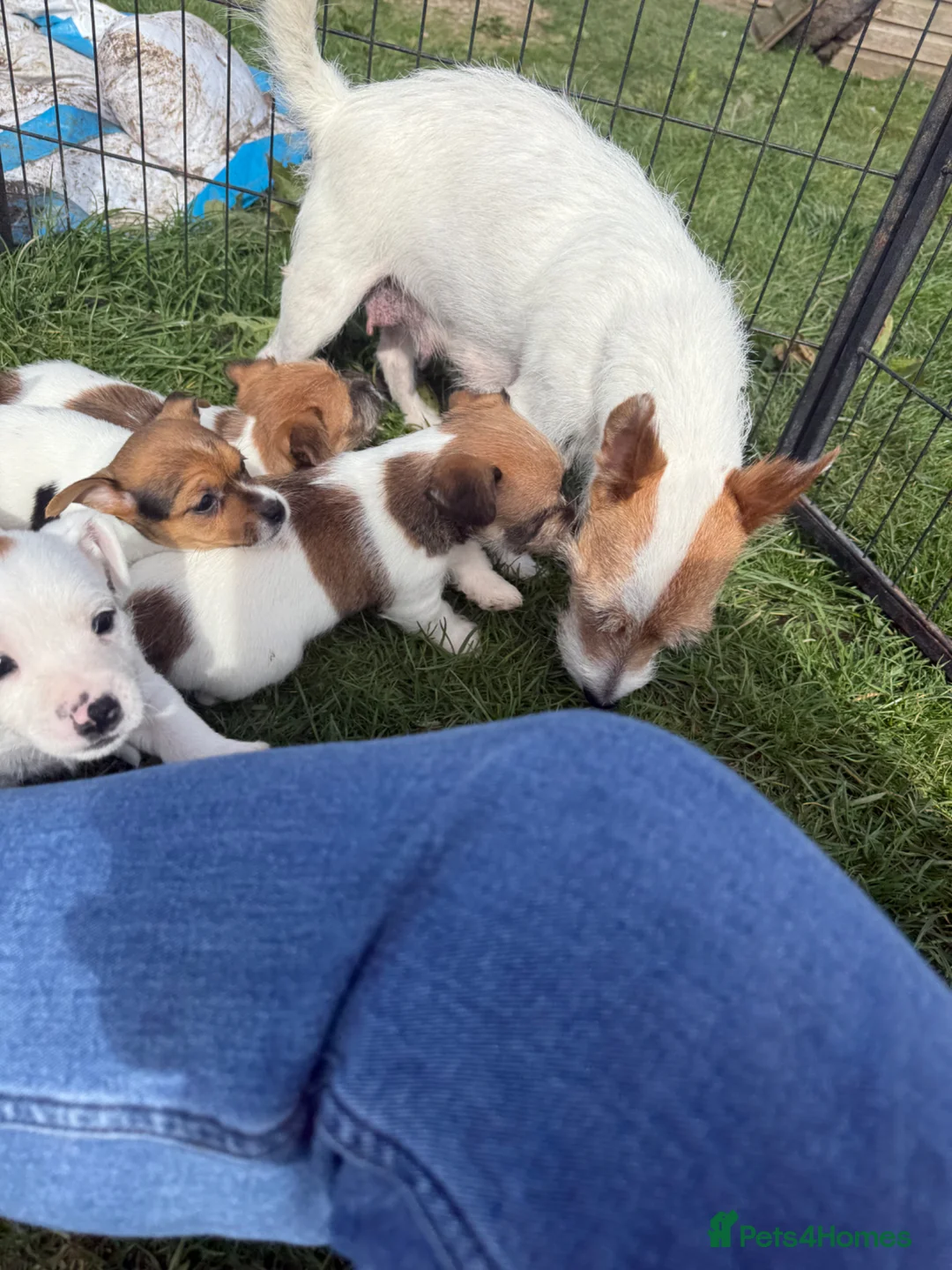 Jack Russell dogs for sale: Jack Russell pups for sale - Advert 8
