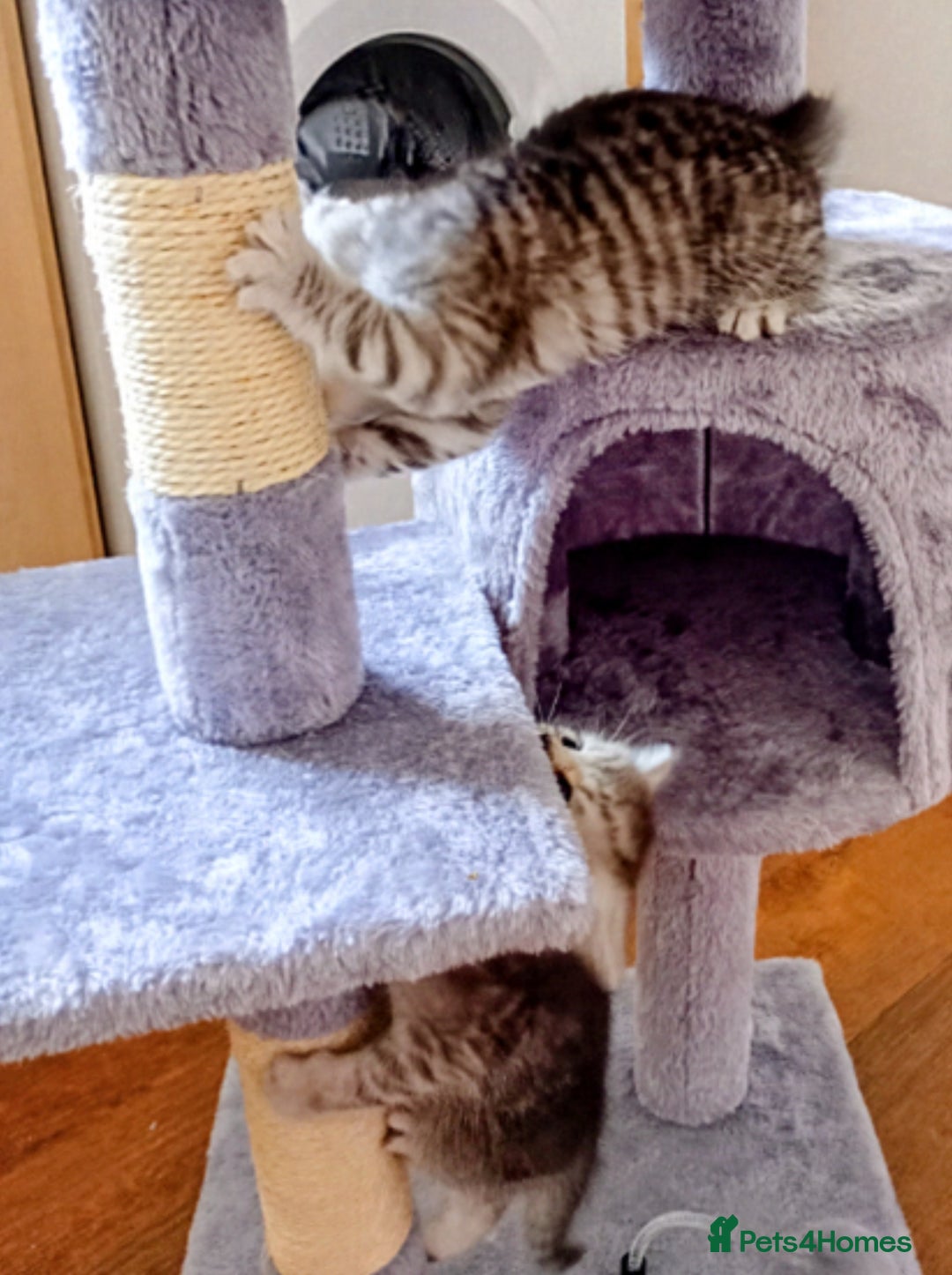 Persian cats for sale: Persian Cross - Ready 12th November  - Image 5