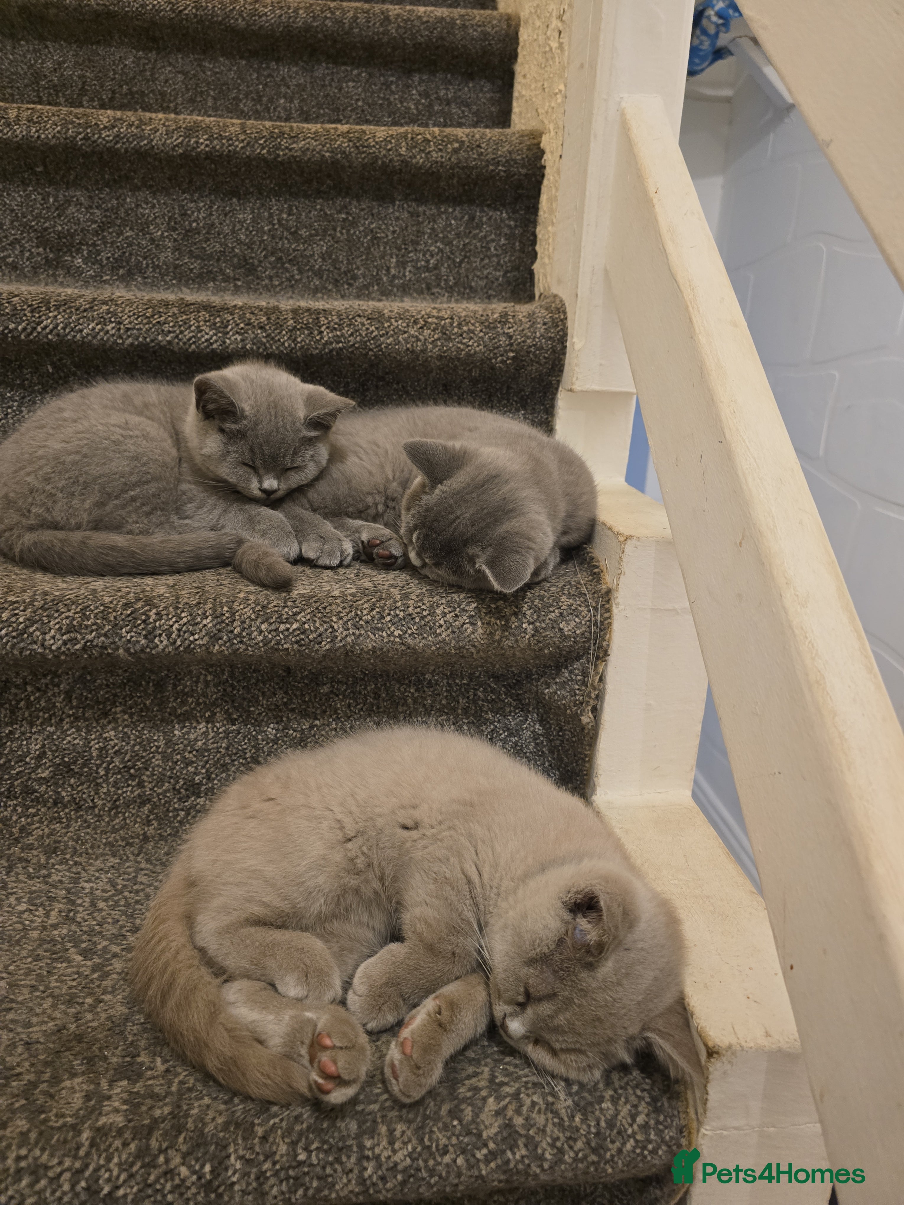 British Shorthair cats British Shorthair Kittens  – GCCF Active Parents - Advert 14