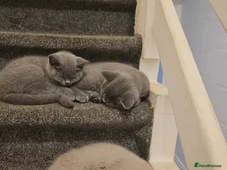 British Shorthair cats British Shorthair Kittens – GCCF Active Parents - Advert 14