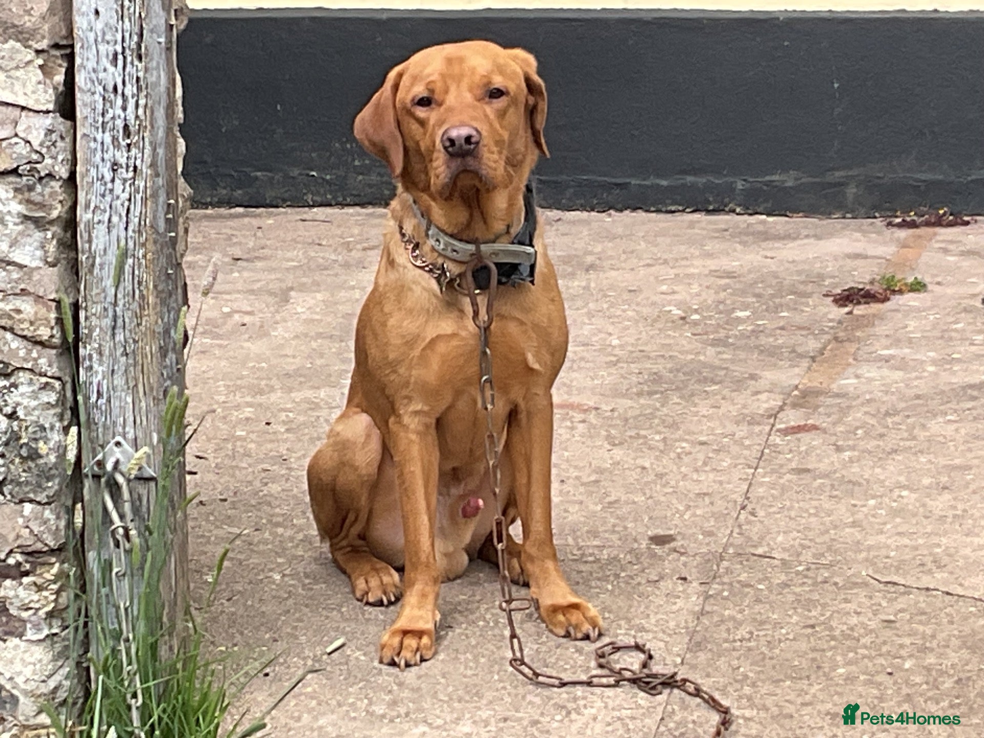 Labrador Retriever dogs Available for stud - Advert 1