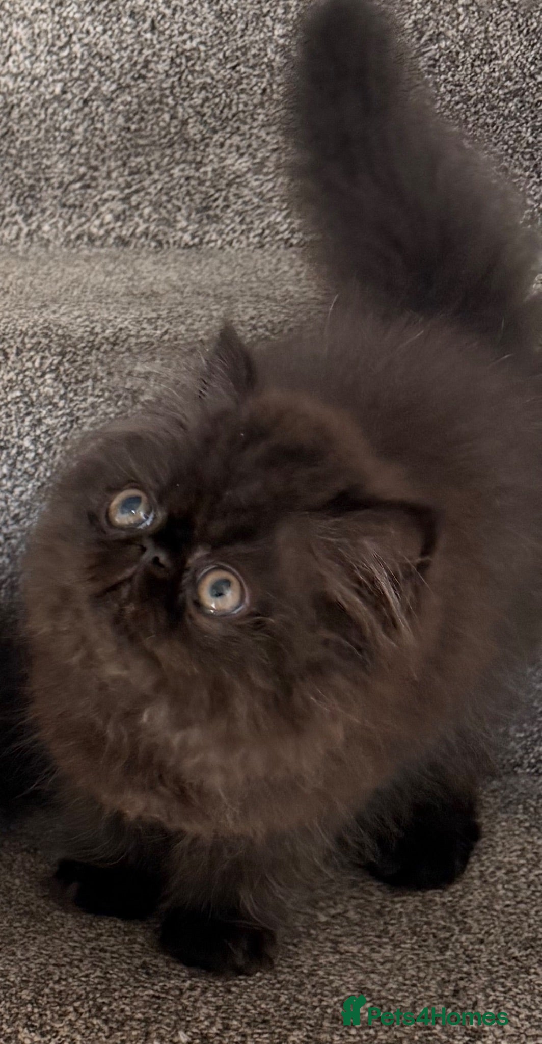 Persian cats Pedigree Registered Persians  - Advert 2
