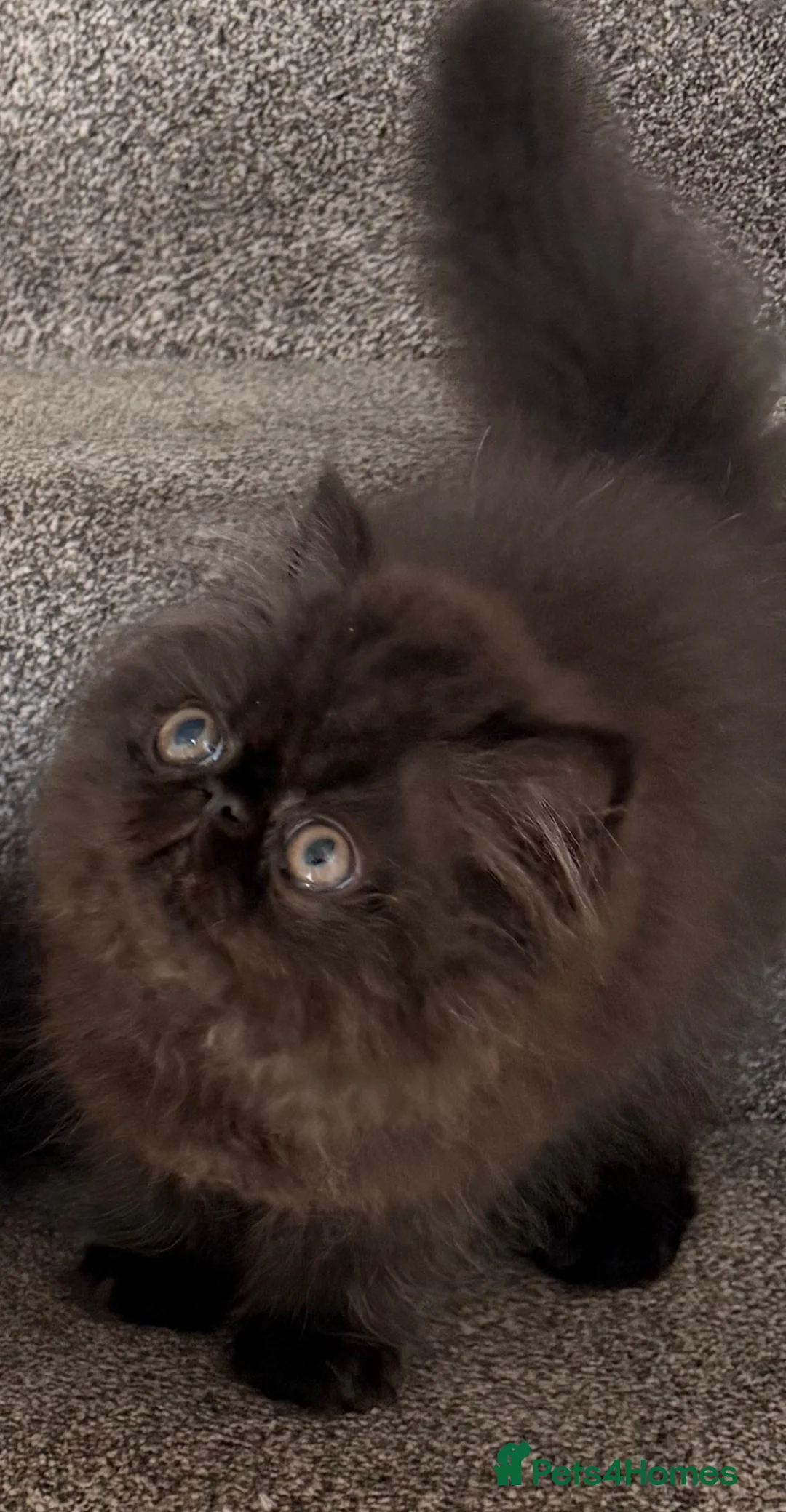 Persian cats for sale: Pedigree Registered Persians  - Advert 2