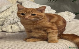 Domestic Shorthair cats for sale: Pumpkin  - Image 1
