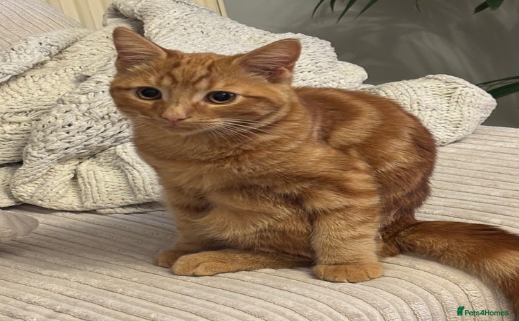 Domestic Shorthair cats - Advert 3