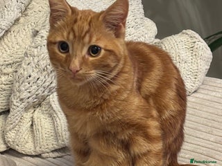 Domestic Shorthair cats - Advert 14