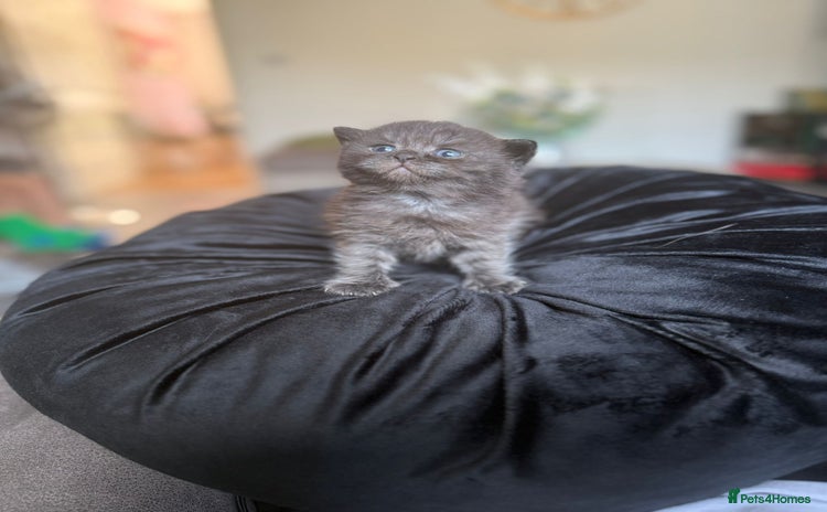 British Shorthair cats - Advert 2