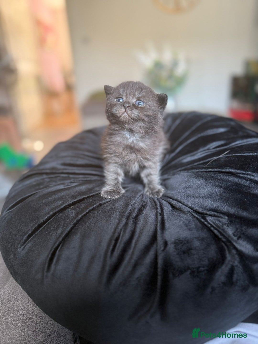 British Shorthair cats for sale: 2x british short hair kittens for sale - Image 1