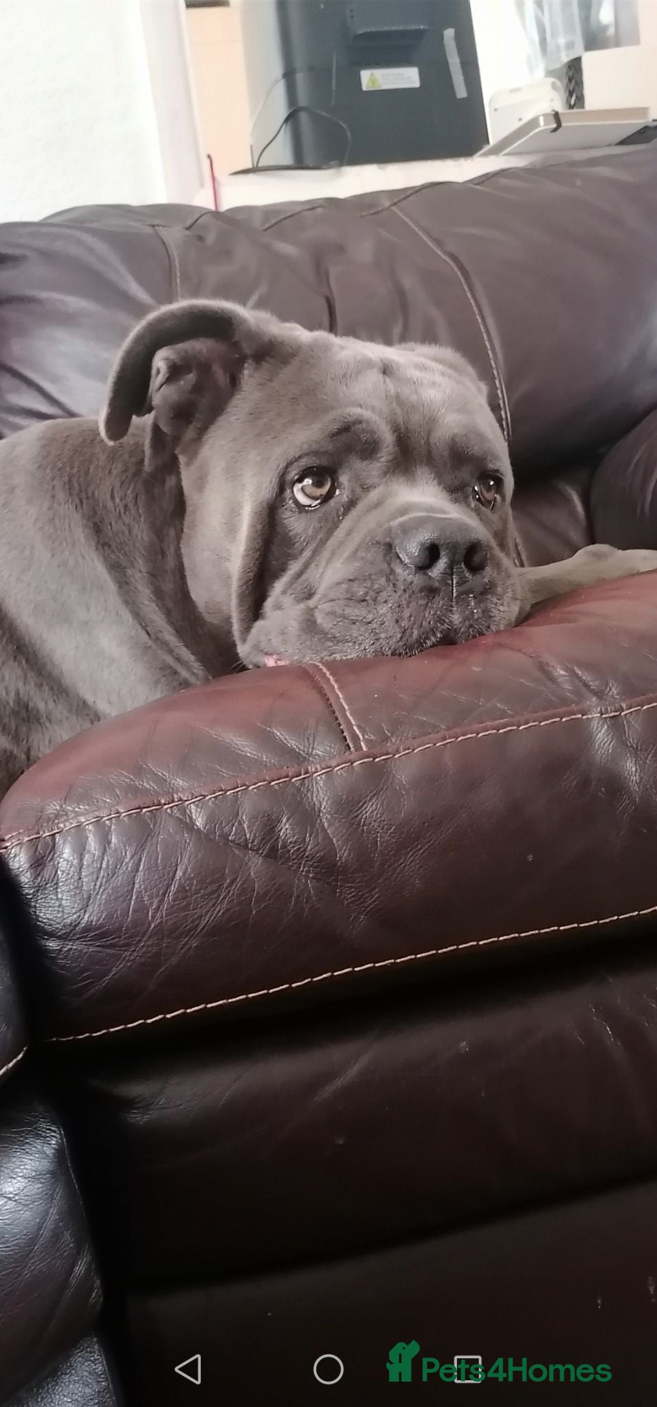 Cane Corso dogs Cane corso female  - Advert 1