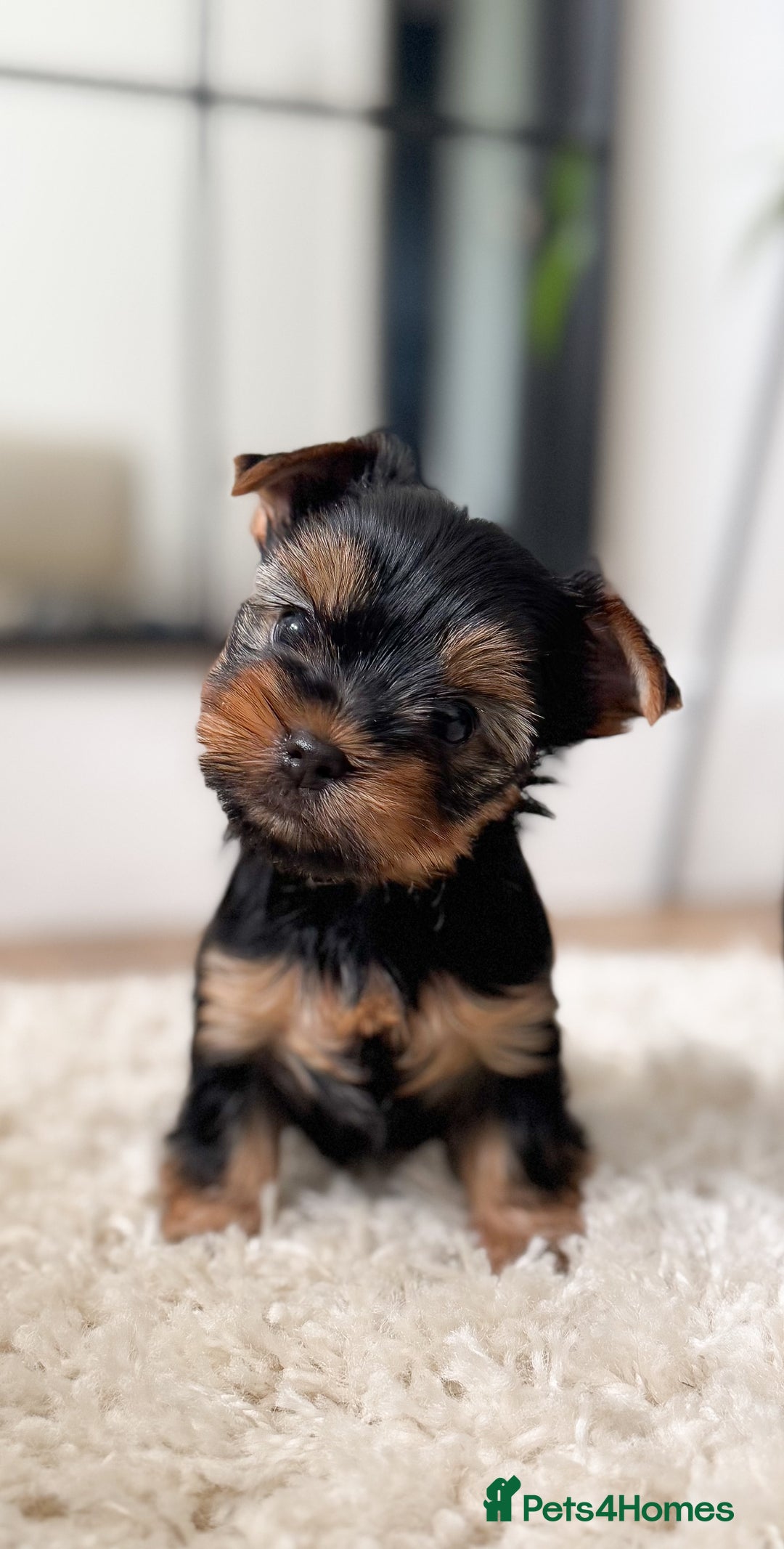 Yorkshire Terrier dogs for sale: Miniature Yorkshire Terrier puppies. - Image 2