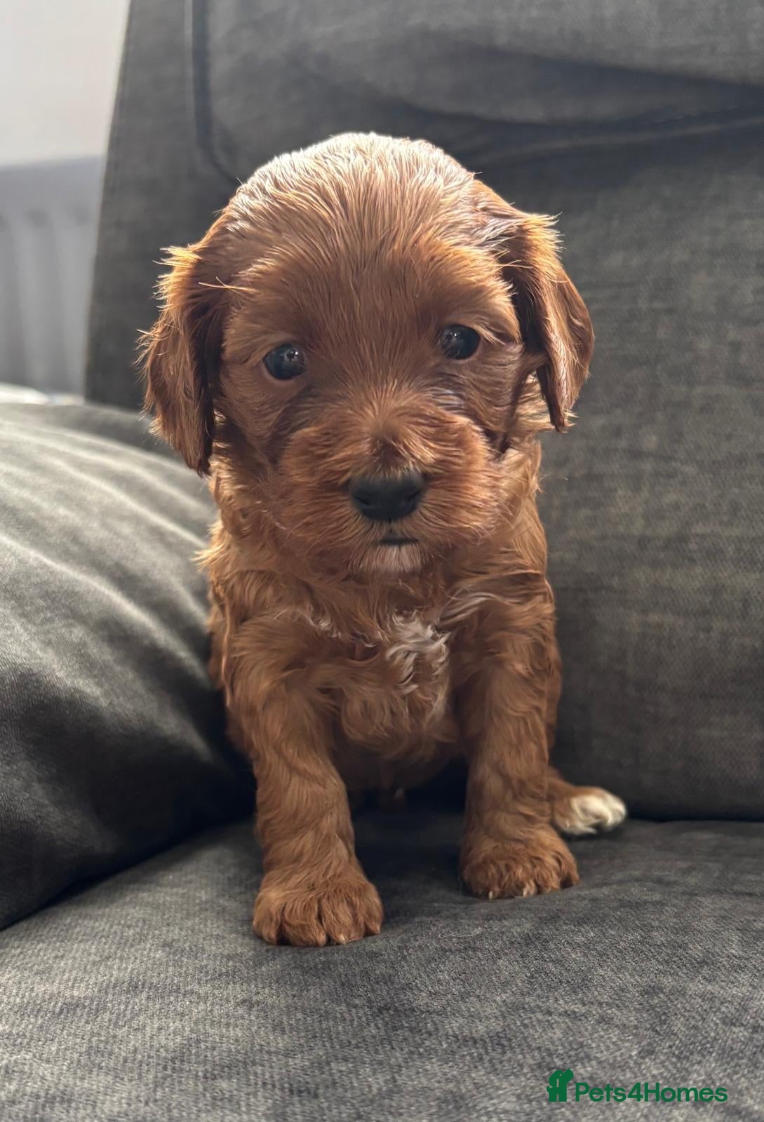 Cockapoo dogs LAST 2! Toy F2 Cockapoo Puppies – Poole - Advert 2