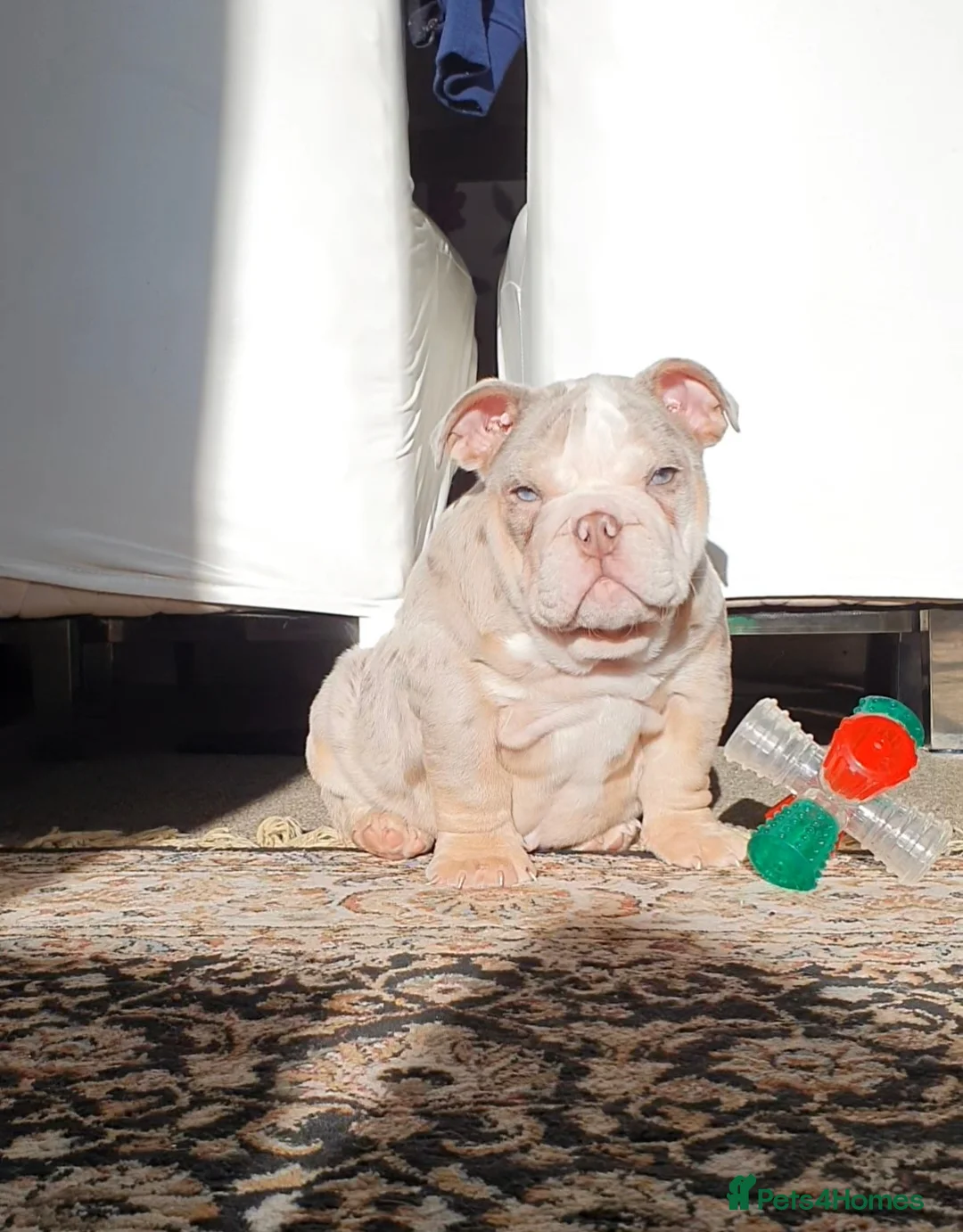 English Bulldog dogs for sale: Lovely lilac and tan Merle girl - Advert 16