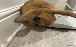 Harlequin rabbits for sale: male Harlequin 12-15 weeks old rabbit+cage  - Image 2