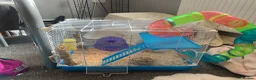 Hamster rodents for sale: Hamster and set up for sale - Advert 7
