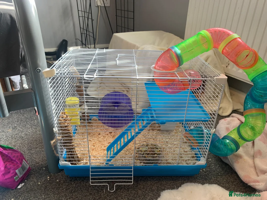 Hamster rodents for sale: Hamster and set up for sale - Advert 7