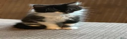 Mixed Breed cats for sale: Mixed breed Tuxedo male kitten  - Advert 7