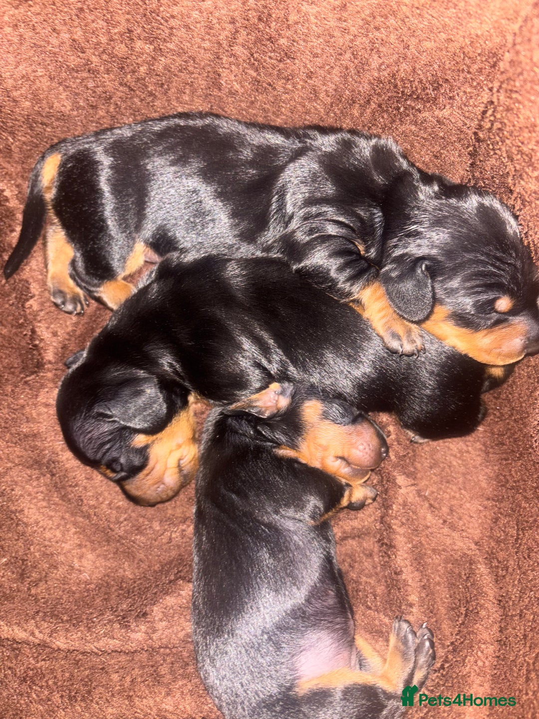 Dachshund dogs for sale: Dachshund Puppies for sale  - Image 12