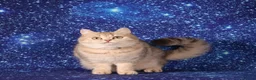 British Shorthair cats for sale: Retired British Shorthaired females available  - Advert 3