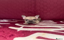 French Bulldog dogs for sale: Beautiful litter of French bulldog puppies  - Image 6