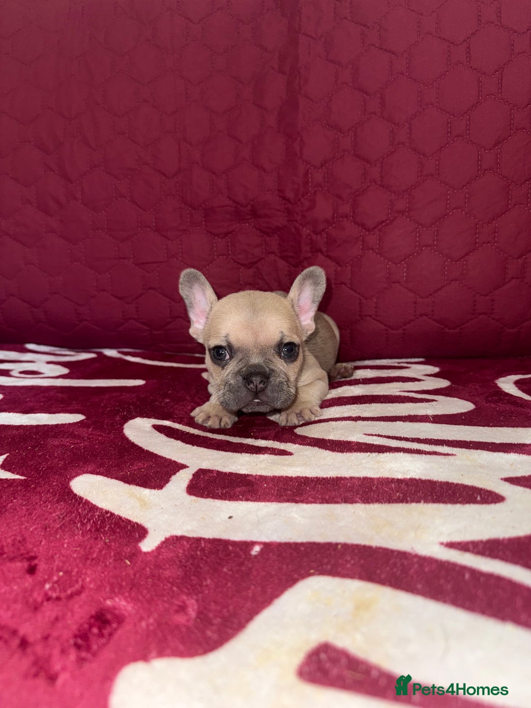 French Bulldog dogs for sale: Beautiful litter of French bulldog puppies  - Image 6