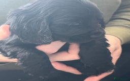 Cocker Spaniel dogs for sale: Stunning KC Reg Show Cocker, health tested mum - Advert 23