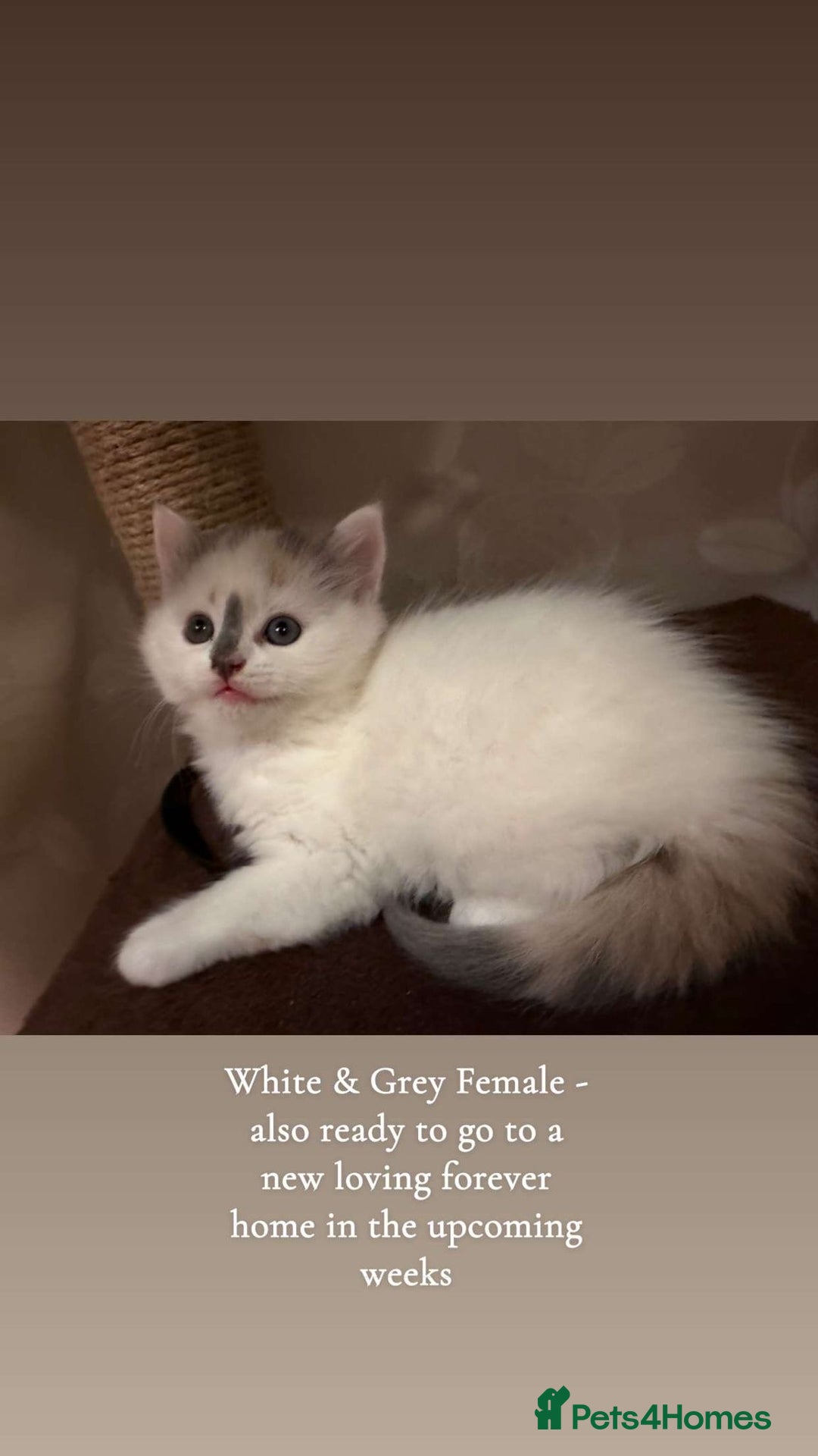 Mixed Breed cats for sale: Cat and kittens available  - Advert 2